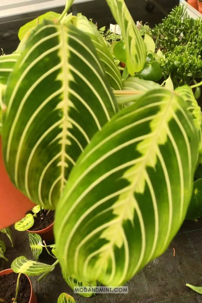 Close up of Maranta leuconeura Lemon Lime plant leaves.