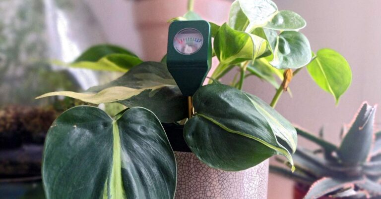Moisture meter in a Philodendron Brasil plant.