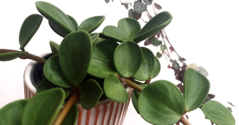 Potted Peperomia hope plant.
