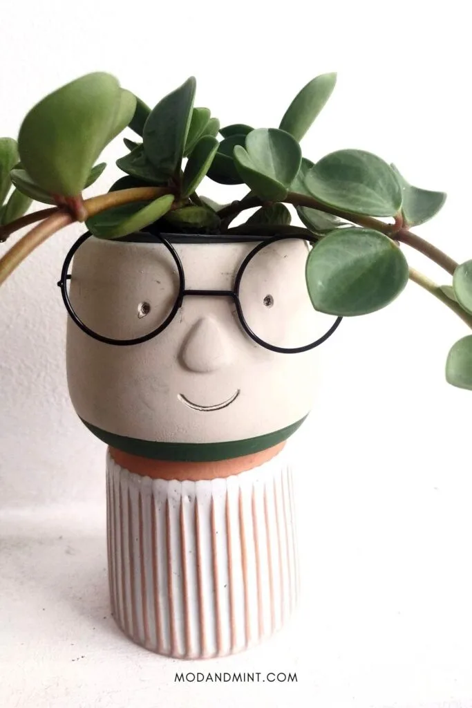 Peperomia hope plant in cute planter pot with face and glasses.