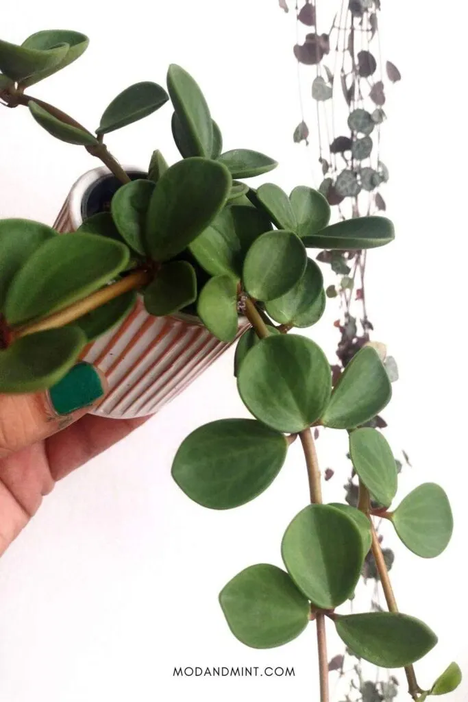 Hand holding up a Peperomia hope plant.