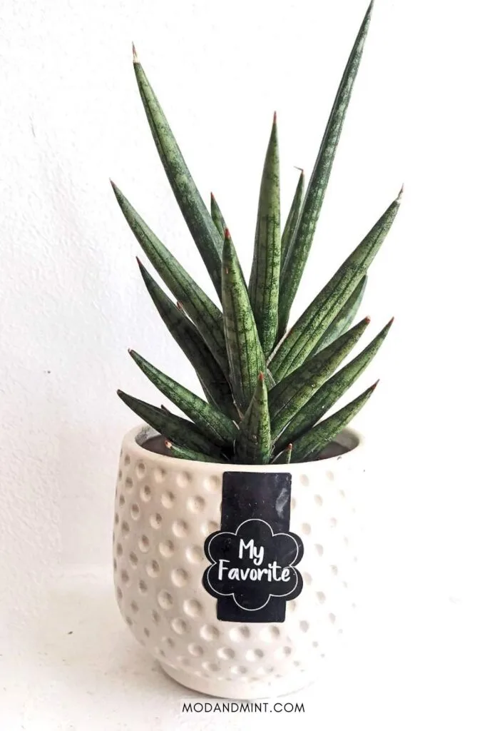 Sansevieria francisii spiky snake plant in white pot with label that says My favorite. Text on image: mod and mint dot com.