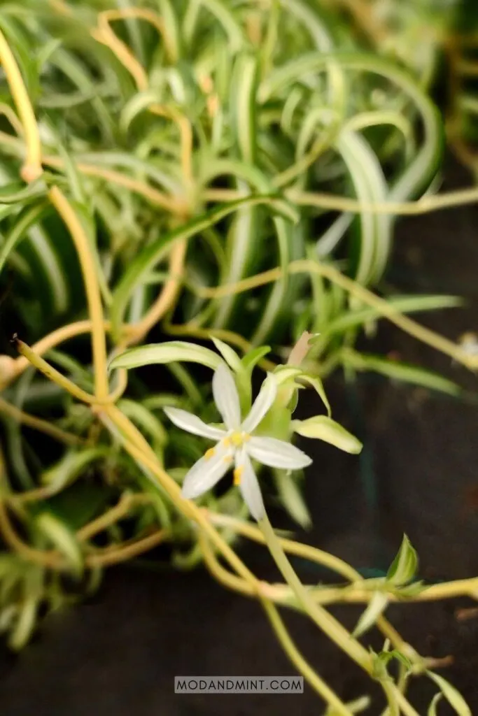 White flowers growing on a curly Spider plant Bonnie.