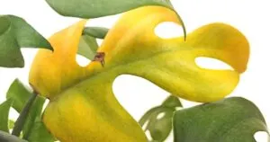 Close up of yellow leaf on mini monstera Rhaphidophora tetrasperma plant.