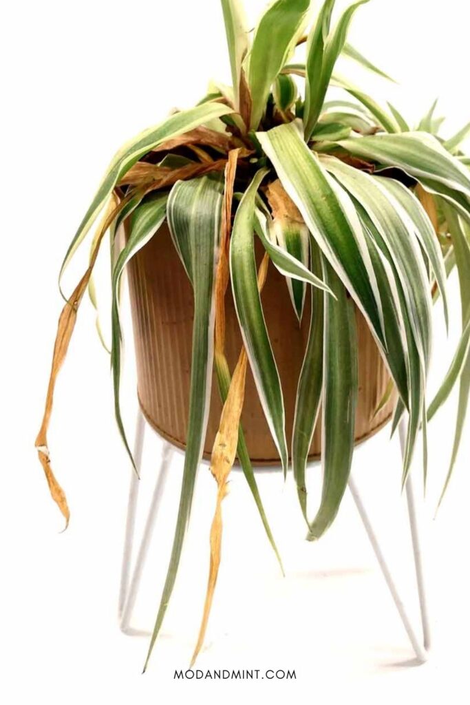 Underwatered yellow leaves on an indoor Spider plant.