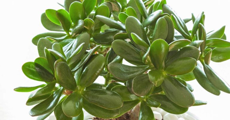 Green leaves on a large Crassula ovata jade plant.