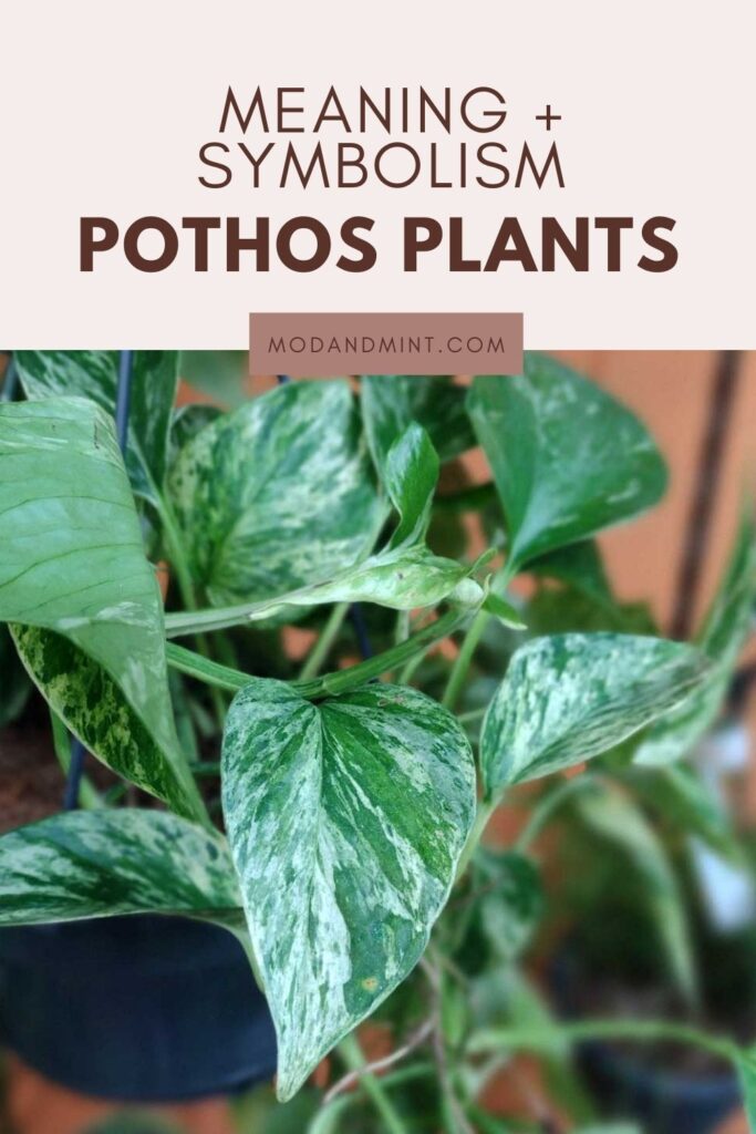 Hanging Pothos Marble Queen plant. Text on image: Meaning and Symbolism Pothos plants. Mod and mint dot com.