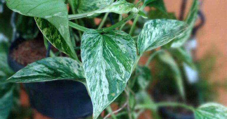 Hanging Pothos Marble Queen plant.