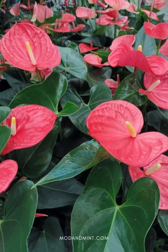 Group of pink Anthurium plants.
