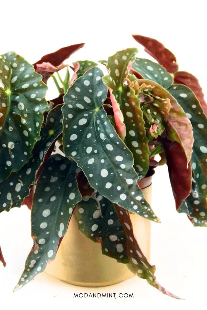 Indoor Begonia maculata polka dot plant in gold colored pot.