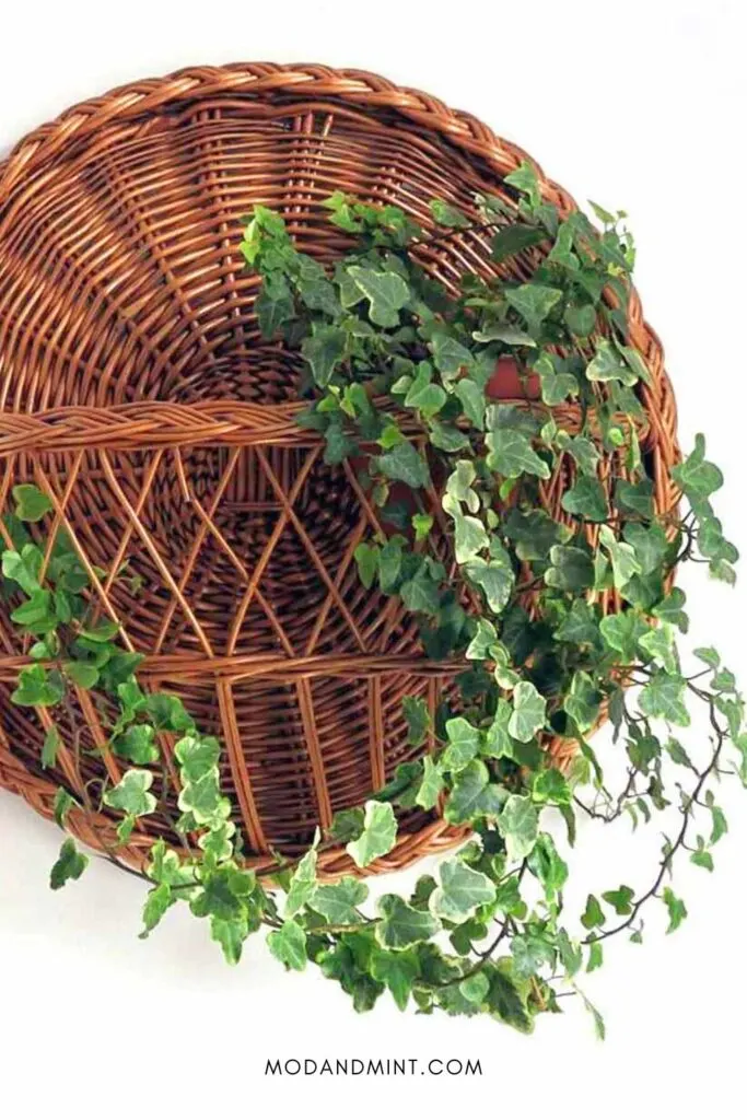 Indoor Hedera helix or English Ivy hanging in a round wicker wall planter.