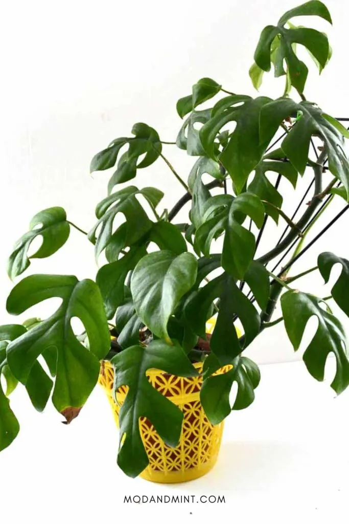 Rhaphidophora Tetrasperma mini monstera plant in yellow planter.