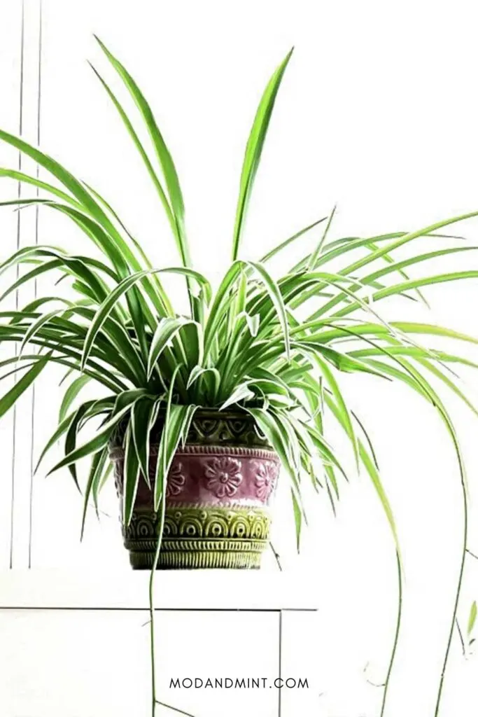 Large indoor spider plant in vintage green and purple planter pot.