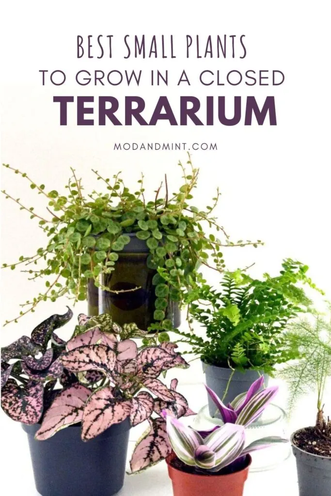 11 Best Small Plants to Grow in a Closed Terrarium