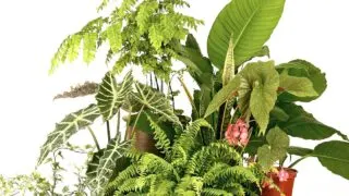 Green, tropical houseplants grouped together.