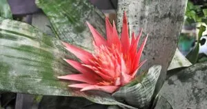 Pink flower blooming on a Aechmea fasciata urn plant.