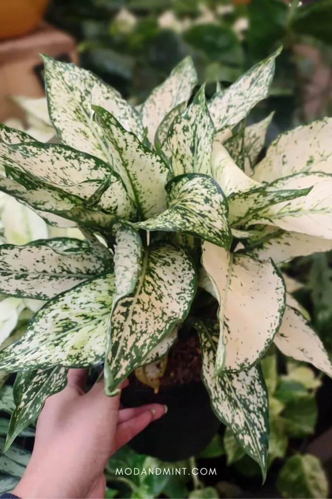 Hand holding up a white and green variegated Aglaonema white kiwi plant.