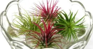 Pink and green Tillandsia air plants in bowl of water.