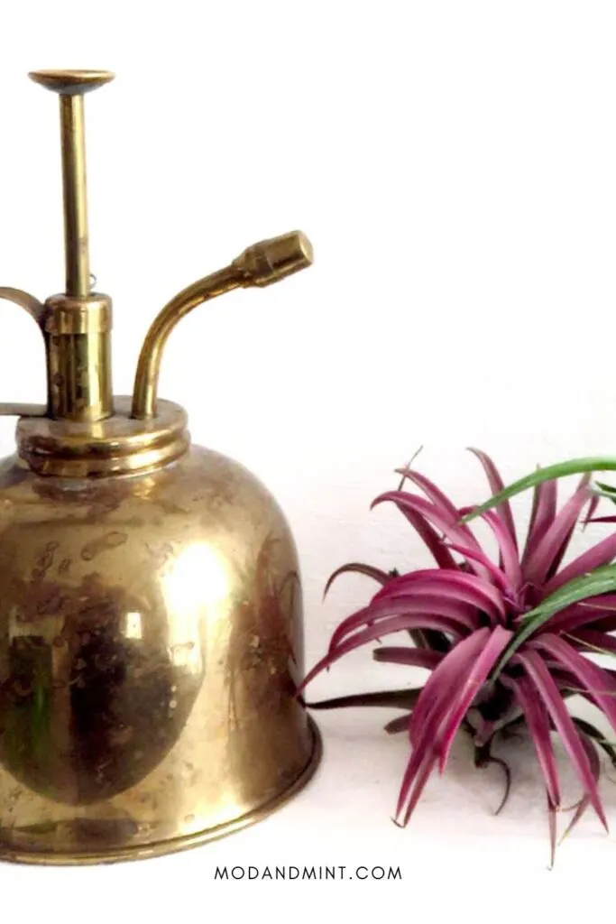 Vintage brass plant mister next to pink Tillandsia air plant.