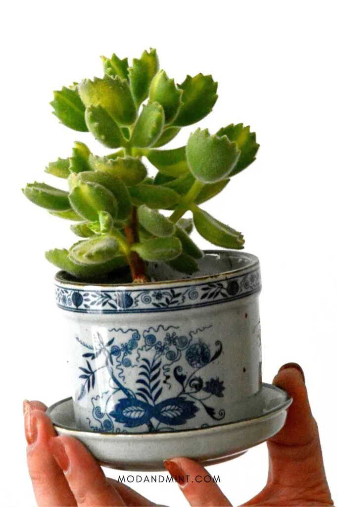 Hand holding up a small bear paw succulent in a pretty vintage delft blue planter.