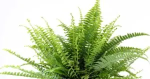 Boston Fern plant leaves.