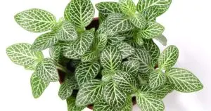 Small green Fittonia nerve plant.