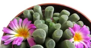Flowering Frithia pulchra succulent.