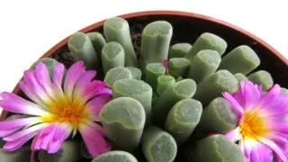 Flowering Frithia pulchra succulent.