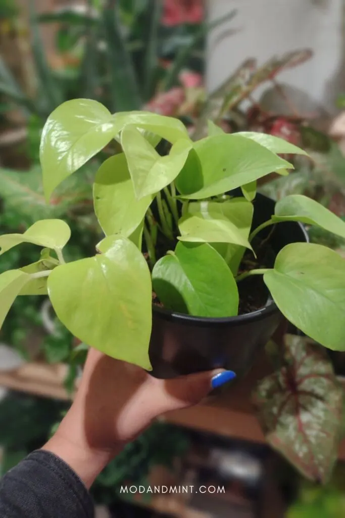 Hand holding up a golden pothos plant with other houseplants in the background.