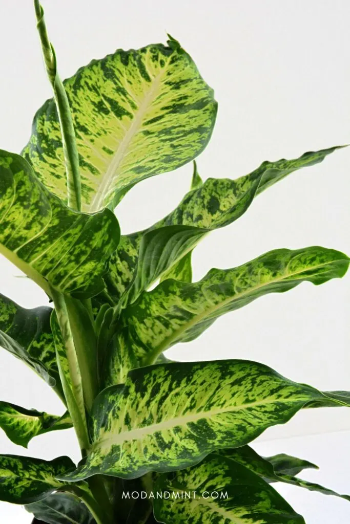 Large indoor Dieffenbachia plant.