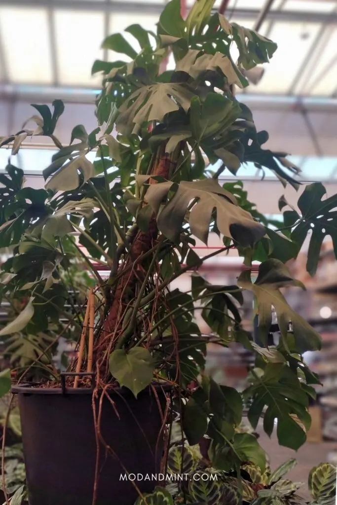 Large potted Monstera deliciosa plant on moss pole.