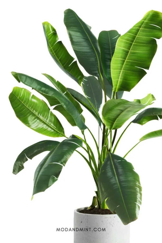 Large indoor potted musa banana plant.