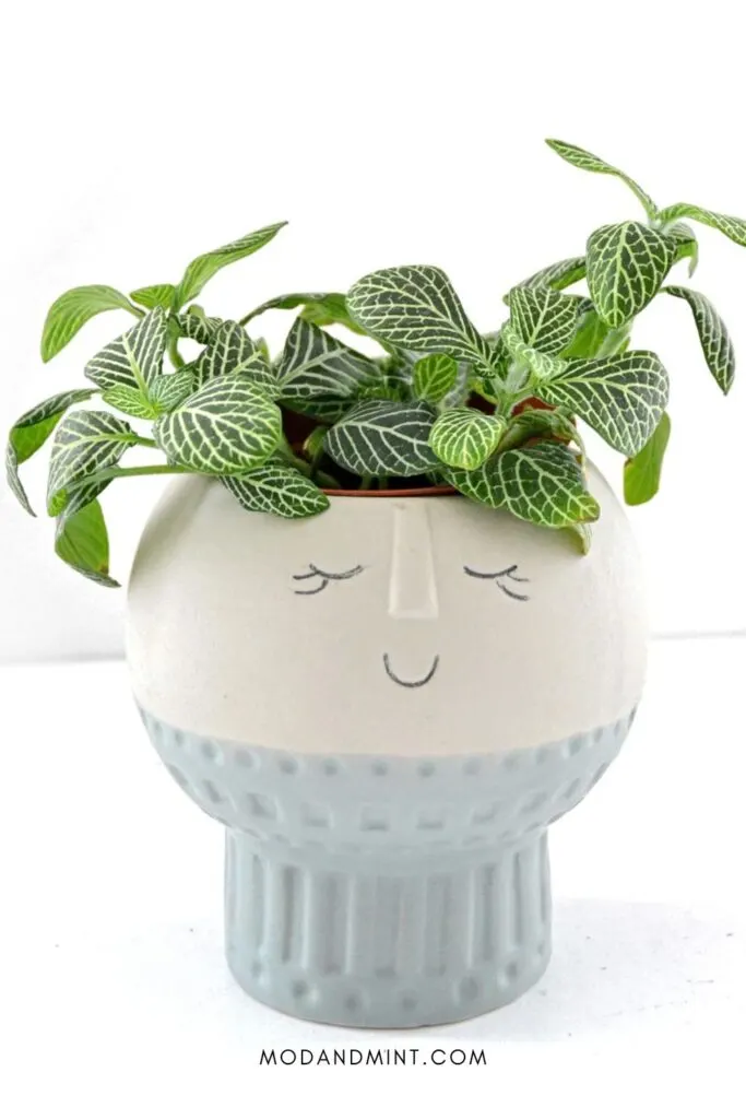 Green Fittonia nerve plant in funny round face planter pot.