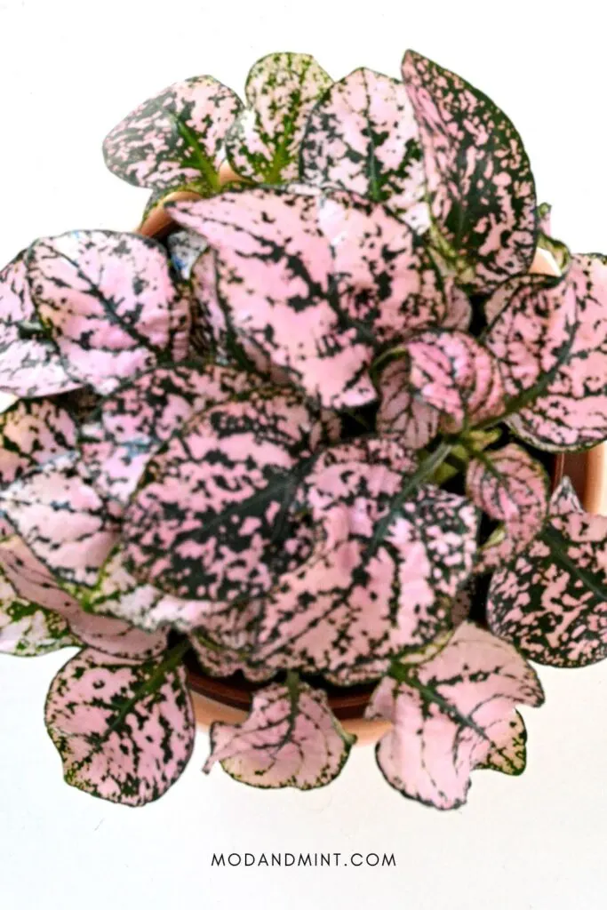 Pink Hypoestes polka dot plant photographed from above.