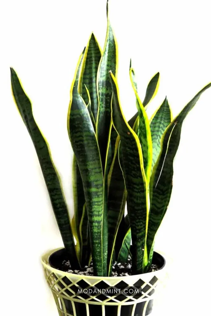 Sansevieria Snake plant (Dracaena trifasciata) in white vintage planter.