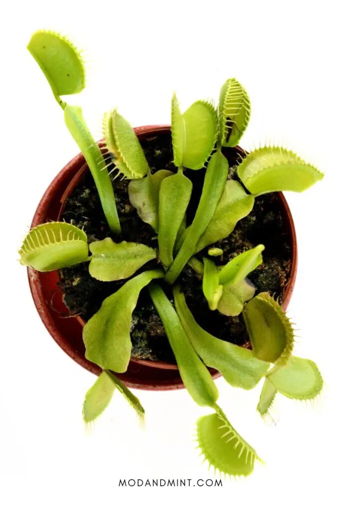 Potted venus fly trap plant photographed from above.