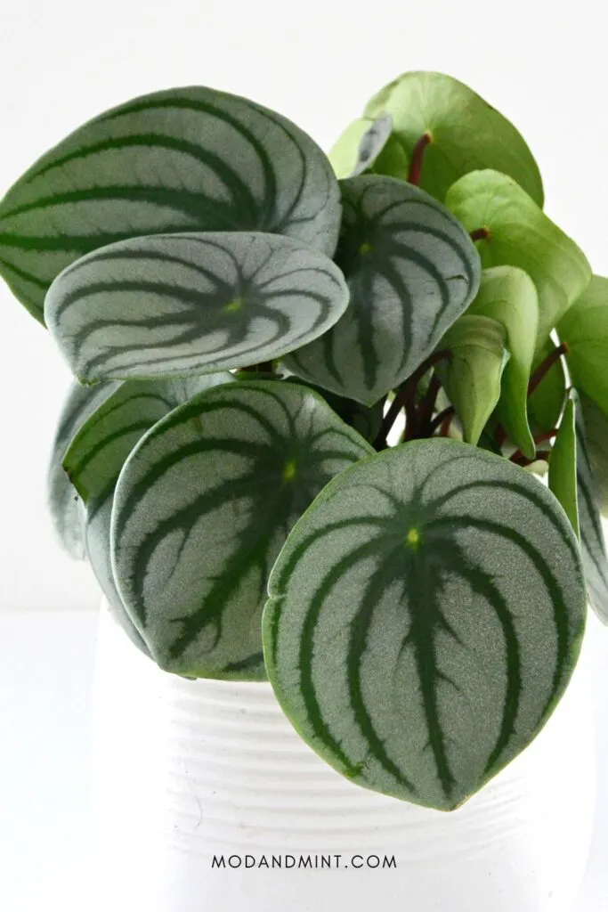 Potted Watermelon Peperomia plant in white planter.