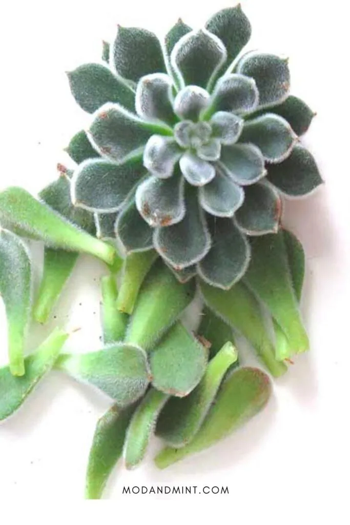 Crown and leaves of fuzzy Echeveria setosa succulent ready for propagation.
