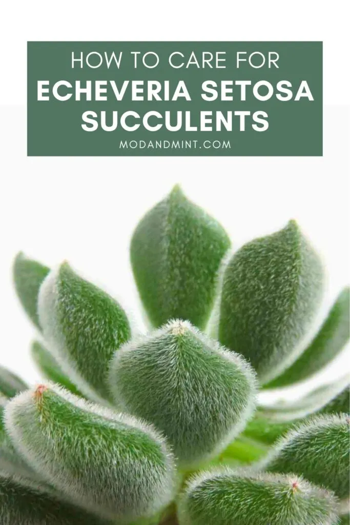 Close up of fuzzy leaves. Text on image: How to care for Echeveria Setosa succulents. Mod and mint dot com.