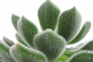 Close up of fuzzy Echeveria Setosa succulent leaves.