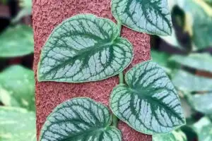 Monstera Dubia leaves growing on wood plank.
