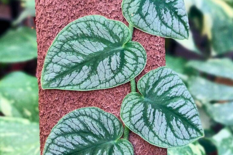 Monstera Dubia leaves growing on wood plank.