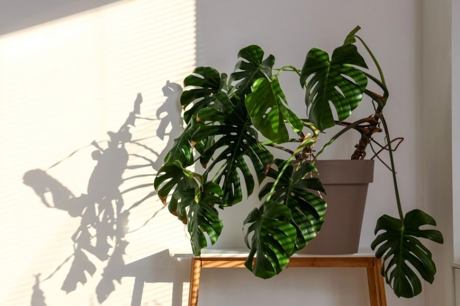 Monstera Deliciosa houseplant in shade corner.