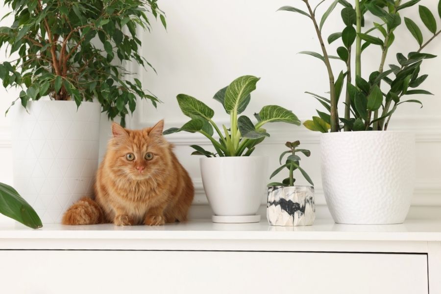 Red cat in between group of houseplants on chest of drawers.