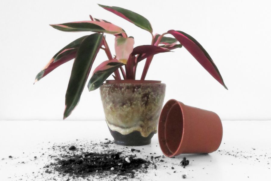 Repotted Stromanthe houseplant in vintage plant pot.