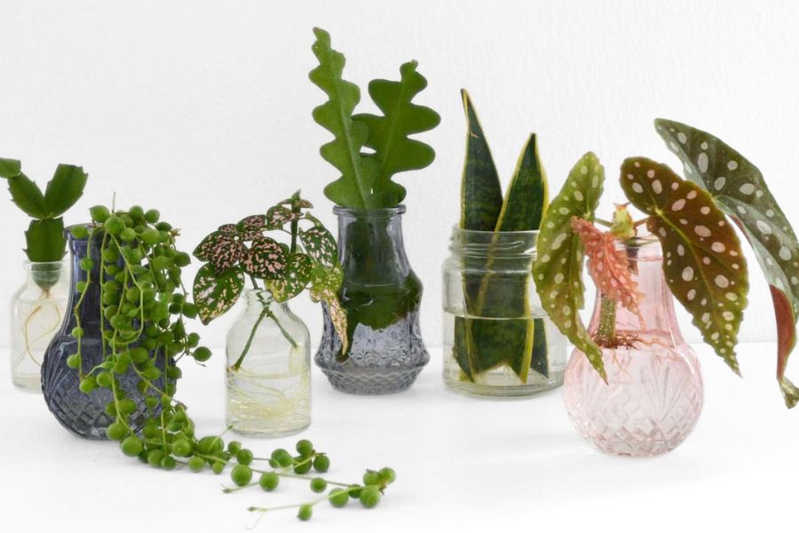 Row of different houseplant cuttings propagating in small bottles of water.